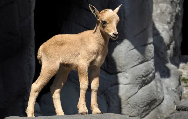 Fotokurs "Tierpark" Hamburg