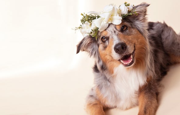 Tier Fotoshooting Nürnberg