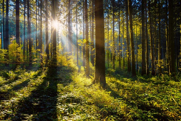 Wald Wanderung Straubenhardt (3 Std.)