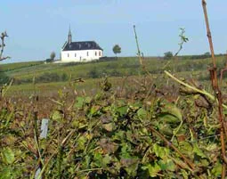 Wildkräuterwanderung durch die Weinberge Worms - 3