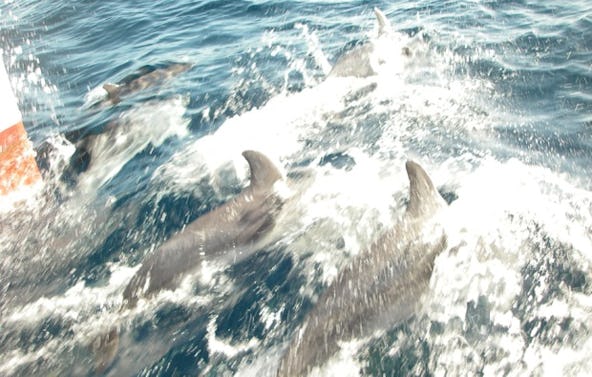 Sportboot Führerschein Lemgo