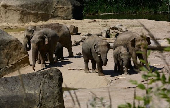 Fotokurs "Zoologischer Garten" Köln