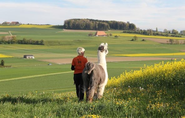 Lamatrekking Tour mit Picknick Attiswil für 2