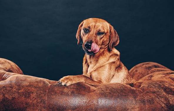 Tier Fotoshooting Nürnberg