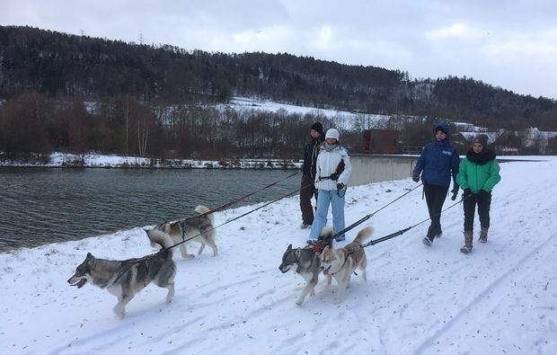 Husky-Ausfahrt & -Trekking im Altmühltal