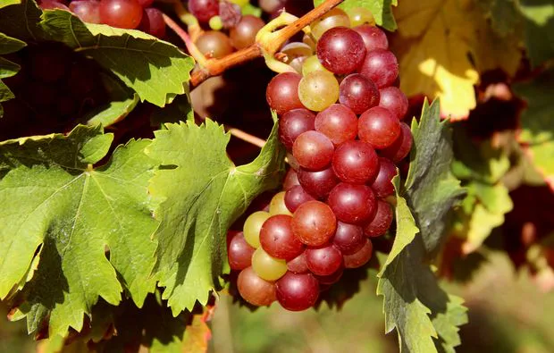 Weinbergsrundfahrt Guldental (mit Holder- & Weinverkostung) - 6