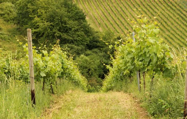 Weinbergsrundfahrt Guldental (mit Holder- & Weinverkostung) - 7
