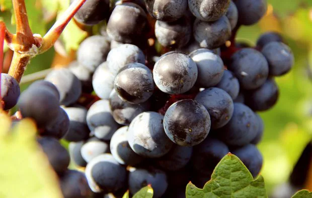 Weinbergsrundfahrt Guldental (mit Holder- & Weinverkostung) - 8