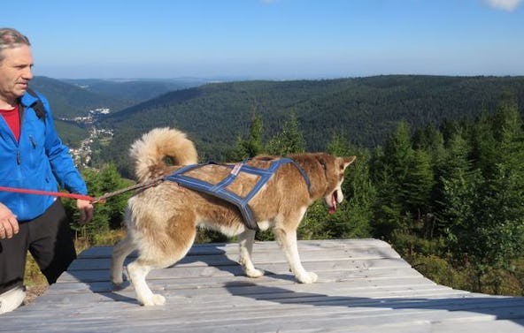 Husky-Trekking Bad Herrenalb