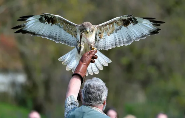 Falkner für einen Tag Riedenburg - 1