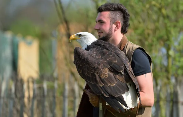 Falkner für einen Tag Riedenburg - 3
