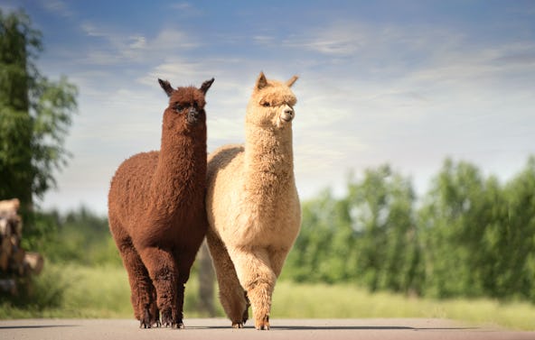Alpaka Wanderung Limbach für 2