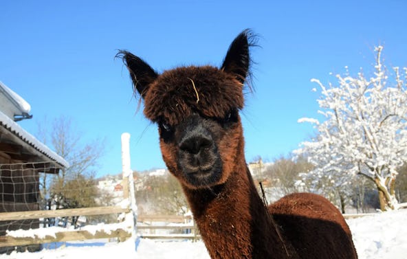 Alpaka Wanderung mit Glühwein Sankt Thomas am Blasenstein