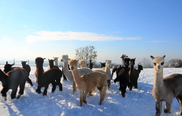 Alpaka Wanderung mit Glühwein Sankt Thomas am Blasenstein für 2