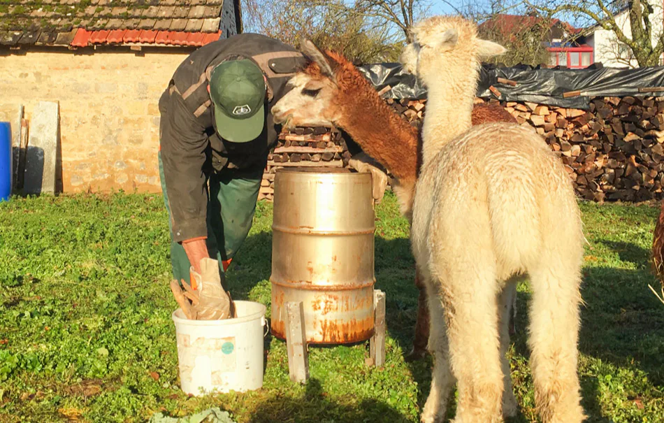 Alpaka Wanderung mit Glühwein Arnstein - 2