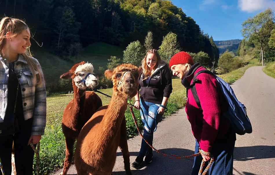 Alpaka Wanderung Kleines Wiesental für 2 - 4