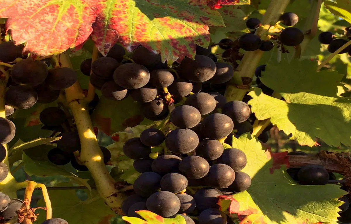 Online Weintasting - 3