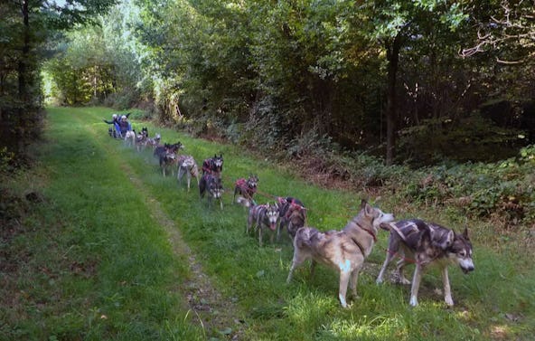 Schlittenhunde Wagenpassagierfahrt Ermenswil für 2