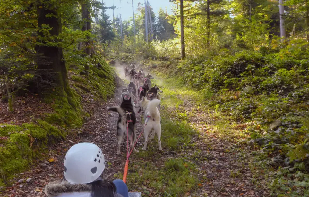 Schlittenhunde Wagenpassagierfahrt Ermenswil für 2 - 4