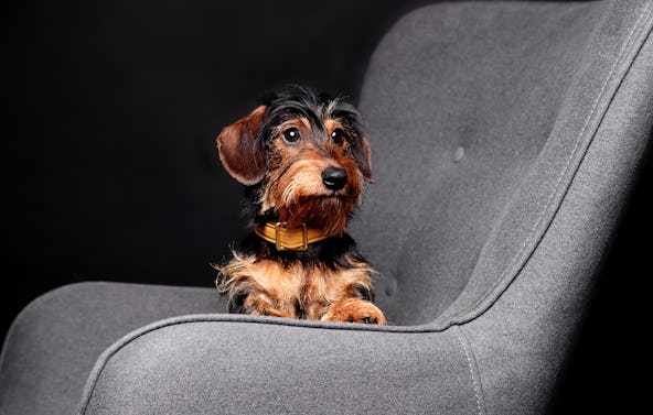 Tier Fotoshooting Ludwigshafen am Rhein