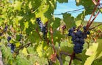 Weinbergwanderung mit Weinprobe Guldental