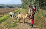 Alpaka Spaziergang Schönau-Berzdorf