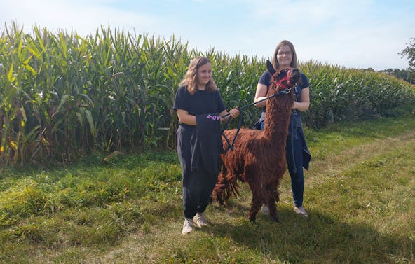 Alpaka Spaziergang Schönau-Berzdorf für 2