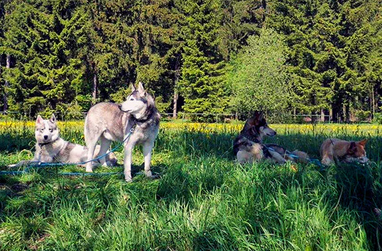 Husky Sommercamp mit Outdoor-Übernachtung Raum Ulm für 2 - 3