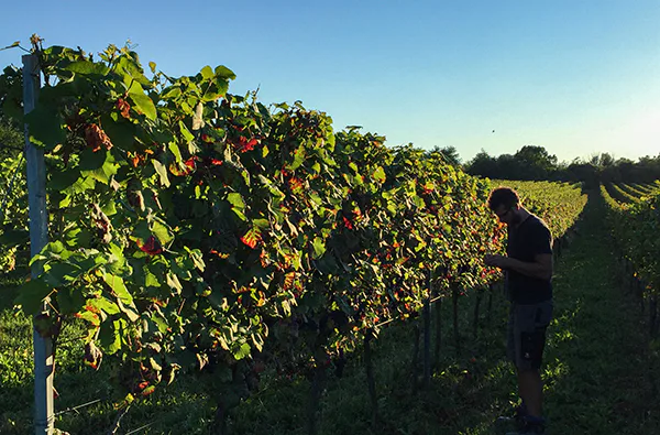 Live Online Weinprobe - 3
