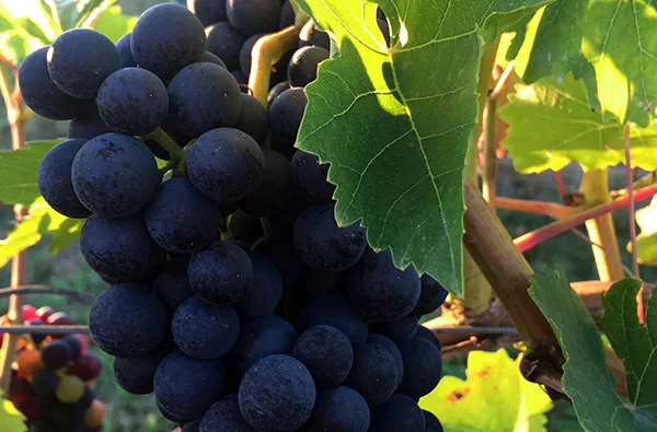 Live Online Weinprobe - 4