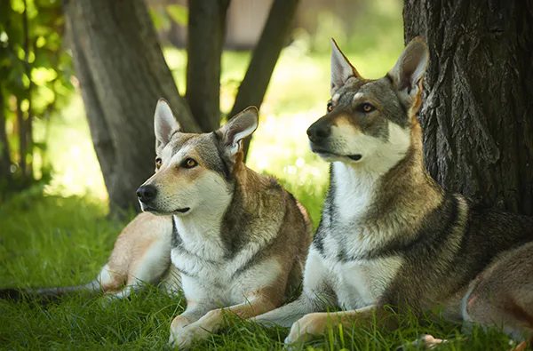 Wolfhund Trekking Büren - 1