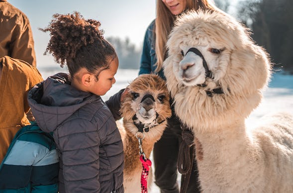 Alpaka Trekking Jettingen-Scheppach