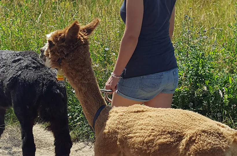 Alpaka-Trekking-Tour Stadecken-Elsheim