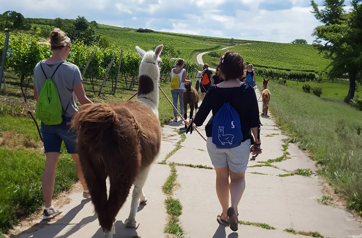 Alpaka-Trekking-Tour für 2 Stadecken-Elsheim - 2