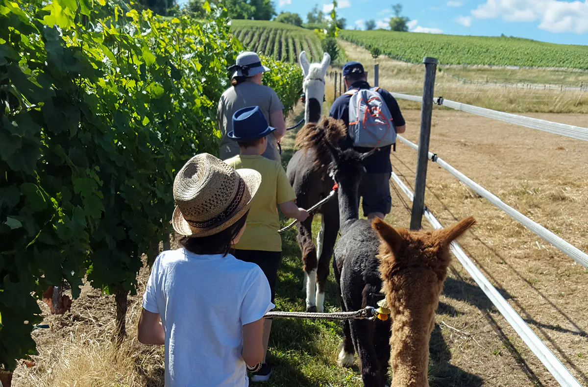 Alpaka-Trekking-Tour für 2 Stadecken-Elsheim - 4