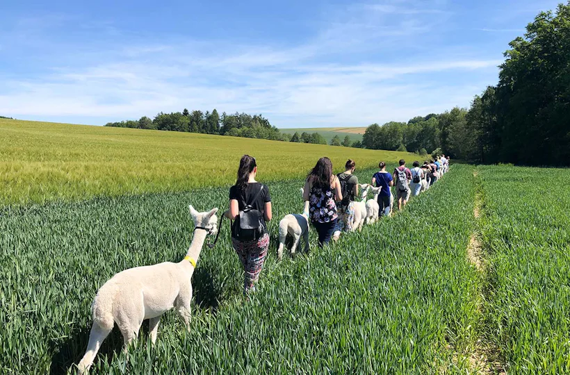Alpaka Trekking Raum Dachau (4,5 Std.)