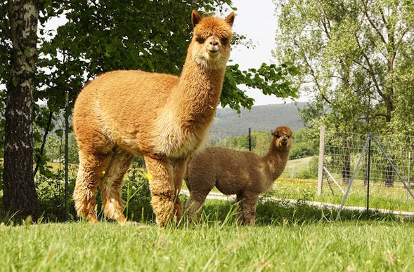 Alpaka Wanderung Erzgebirge