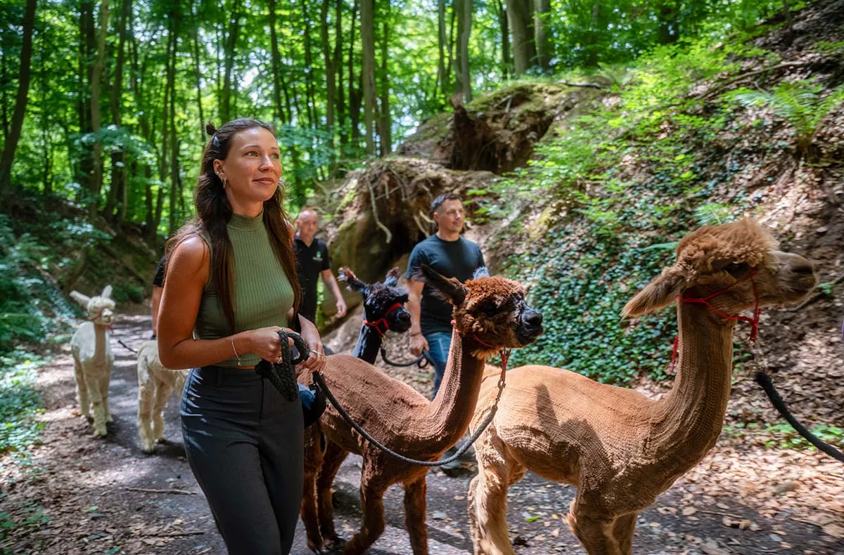 Alpaka Wanderung Bruchhausen für 2 - 3