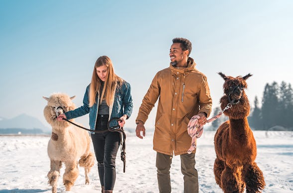 Alpaka Wanderung Ennigerloh mit Glühwein für 2