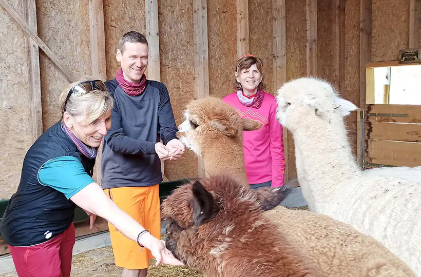 Alpaka Wanderung mit Picknick Waldenbuch