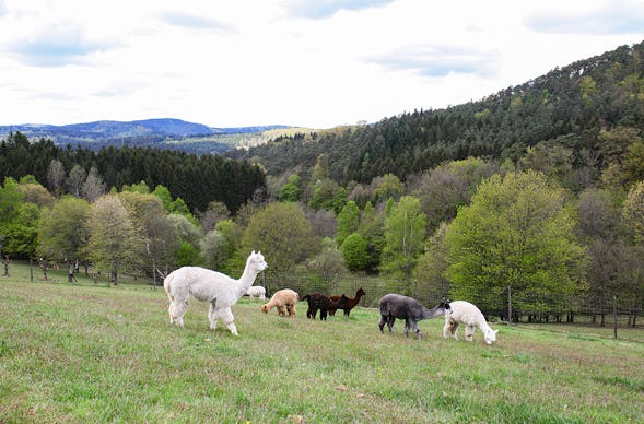 Alpaka Wanderung für 2 Neckar-Odenwald-Kreis