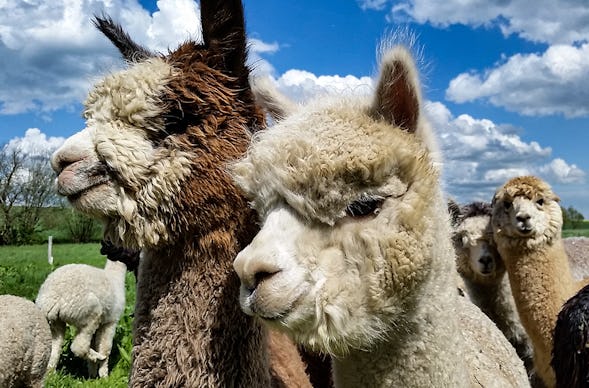 Alpaka Wanderung Übersee