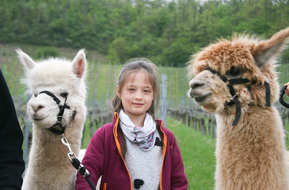 Alpaka Wanderung Vaihingen an der Enz