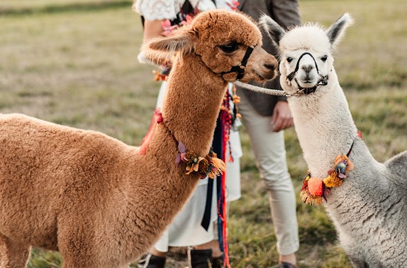Alpaka Wanderung Raum Ansbach für 2