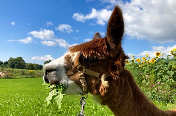 Alpakawanderung Furth im Wald