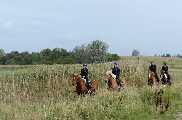 Ausritt für Anfänger Hirschburg