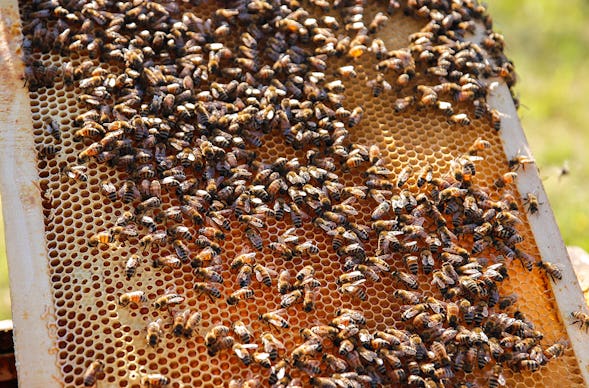 Bienenseminar mit Verkostung Bühl