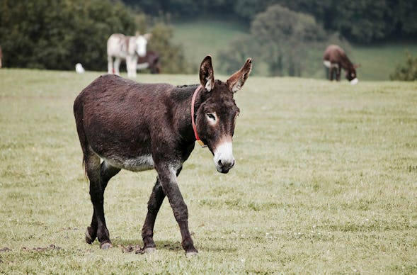 Eselwanderung für 2 Kuhlen-Wendorf