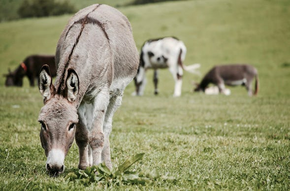 Eselwanderung Kuhlen-Wendorf