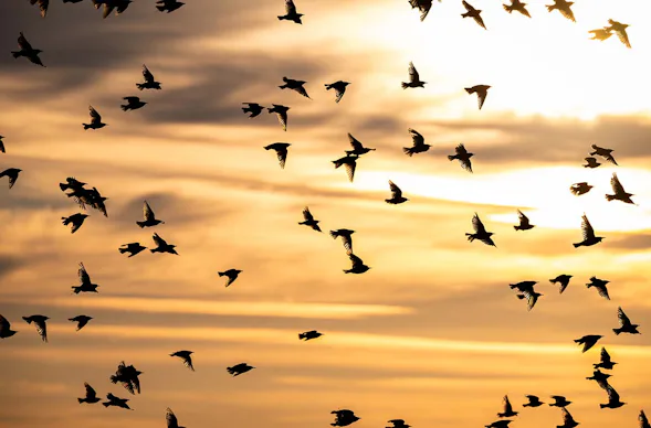 Fotografie Kurs Ammersee (Vögel und Natur)